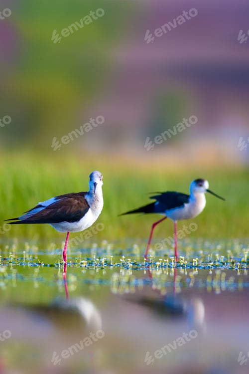 Preview: Cute Water Birds. Peaceful Nature Background. Brds: Black Winged Stilt.