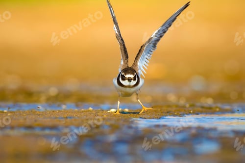 Preview: Cute Little Water Bird. Nature Background. Bird: Common Ringed Plover. Charadrius Hiaticula.