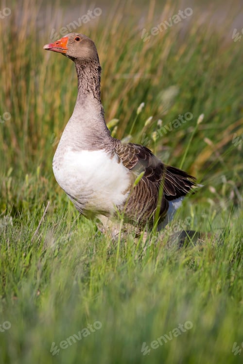 Preview: Goose. Green Nature Habitat Background. Birds: Greylag Goose. Anser Anser.