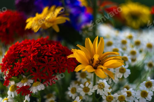 Preview: A Bouquet Of Bright Spring Flowers Of Various Types