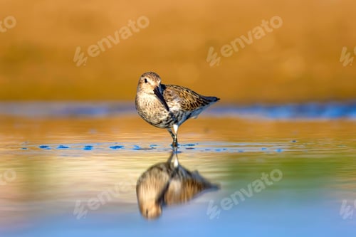 Preview: Water And Bird. Colorful Nature Background. Bird: Dunlin. Calidris Alpina.