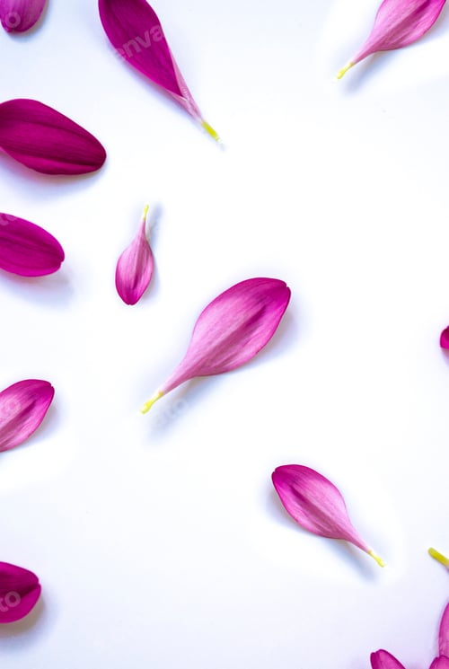 Preview: Colorful Autumn Flowers Of Chrysanthemum. Natural Floral Background. Petals