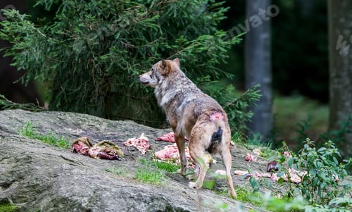 Preview: Gray (Or Grey) Wolves (Canis Lupus) In The Bayerischer Wald National Park In Bavaria, Germany