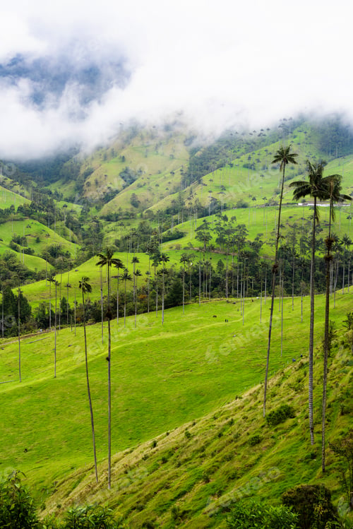 Preview: Landscape Of Wax Palm Trees (Ceroxylon Quindiuense) In Cocora Valley Or Valle De Cocora In Colombia