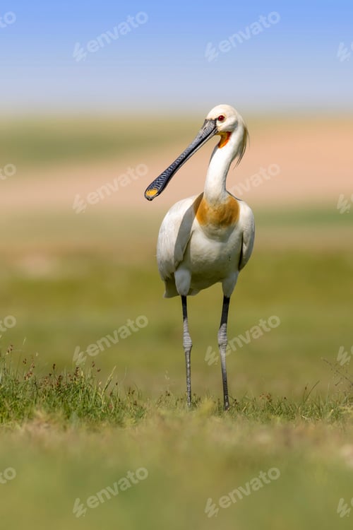 Preview: White Big Heron. Green Blue Nature Habitat Background. Heron: Eurasian Spoonbill. Platalea