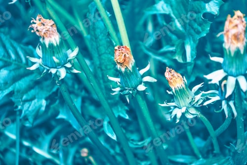 Preview: Fluffy Dandelion Flower Against The Background Of The Summer Landscape.