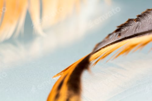 Preview: Colorful Hen Feather With Details And Reflexions