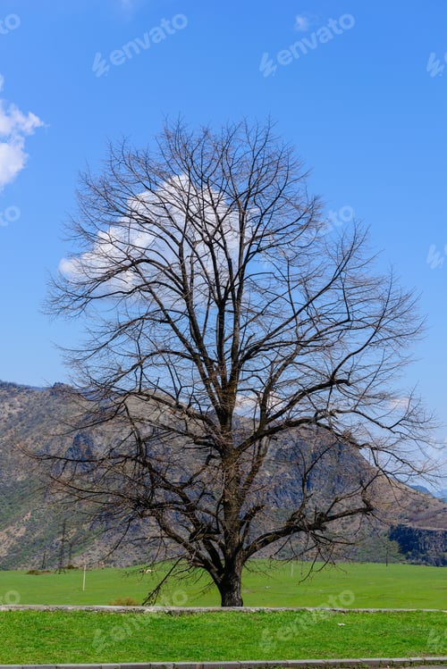 Preview: Amazing Spring Landscape With Alone Tree And Mountains, Armenia