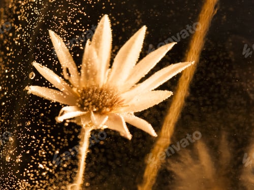 Preview: Abstract Underwater Composition With Dried Flower, Bubbles And Light