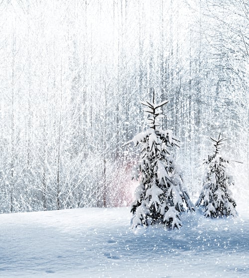 Preview: Winter Forest. Winter Landscape.