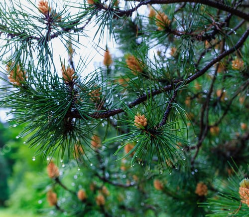 Preview: The Branches Of The Pine Trees On A Natural Background. Conifers In The Garden.