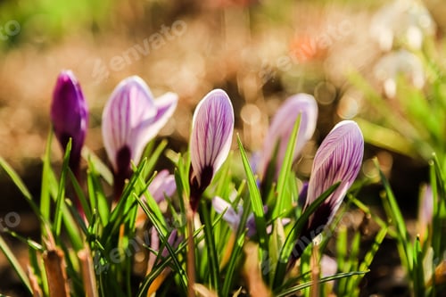 Preview: Purple And Wellow, White Crocuses Field Flowers. Beautiful Springtime Early-Flowering Bulbs In