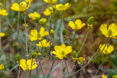 Preview: Bright Yellow Flowers Buttercup, Crowfoot (Ranunculus Illyricus) In Garden. Unique Wild Plants In