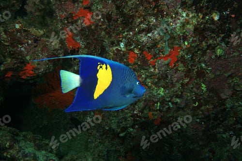 Preview: Yellowbar Angelfish (Pomacanthus Maculosus)