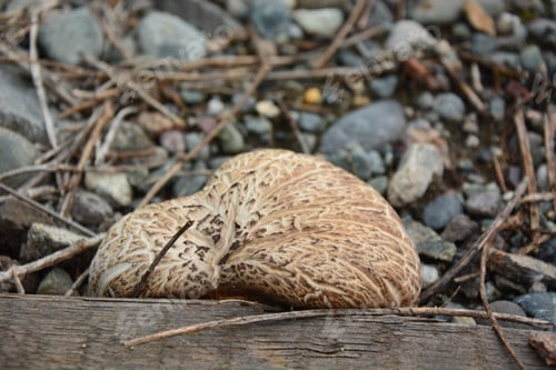 Preview: Wild Mushroom Growing At The Railroad Tracks