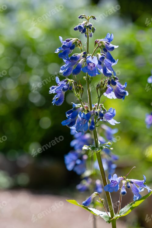 Preview: Penstemon ‘Heavenly Blue’ Perennial Garden Plant