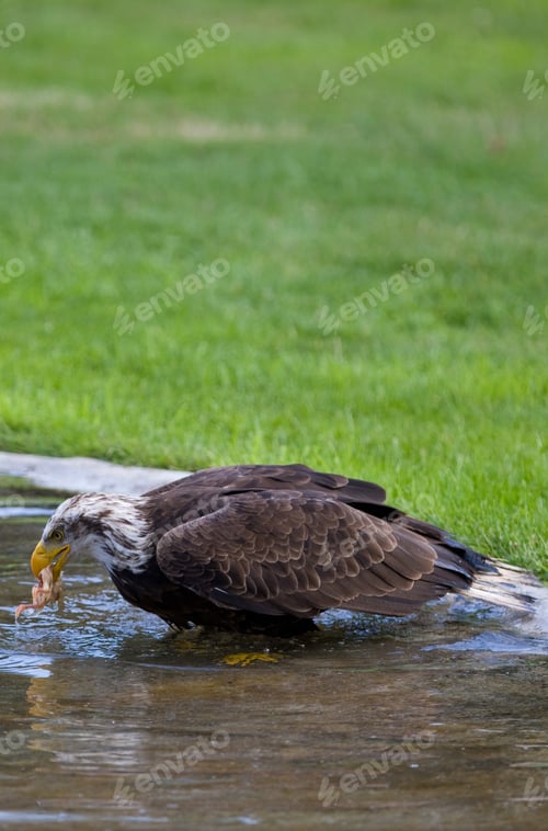 Preview: Bald Eagle (Lat. Haliaeetus Leucocephalus)