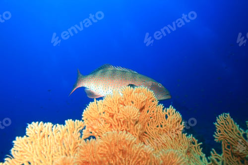 Preview: Red Sea Coral Grouper (Plectropomus Pessuliferus)