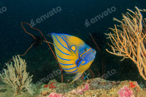 Vista previa: Ring Angelfish