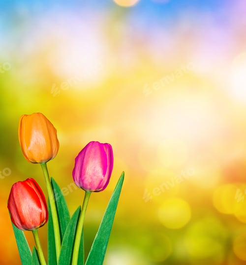 Preview: Bright And Colorful Flowers Tulips On The Background Of Spring Landscape.