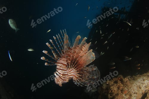 Preview: Lionfish