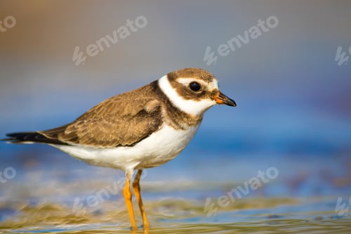 Preview: Cute Little Bird. Nature Background. Common Ringed Plover / Charadrius Hiaticula