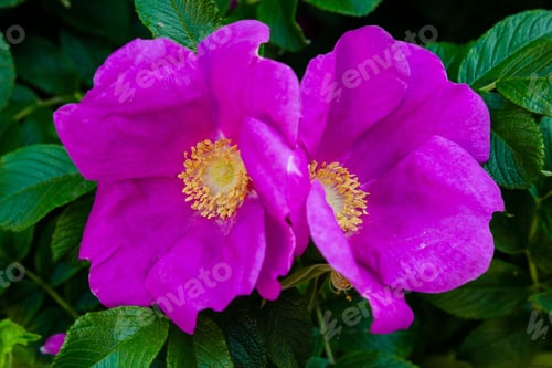 Preview: Wild Rose (Lat. Rosa) Is A Genus Of Plants Of The Rose Family (Rosaceae). Purple Flower Of Wild Rose