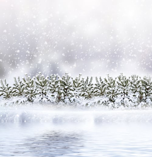 Preview: Winter Forest