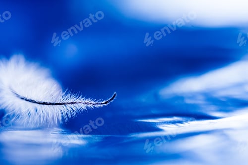 Preview: Abstract Composition With Dried Clematis Seeds And Light
