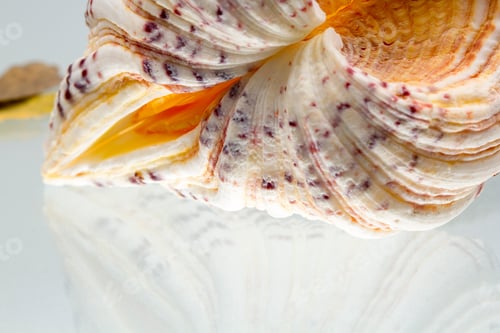 Preview: Seashell Colors And Texture