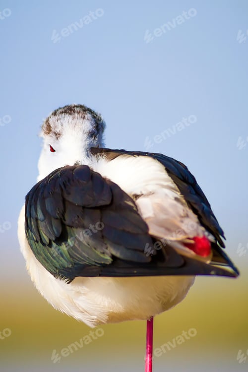 Preview: Cute Bird Portrait. Colorful Nature Background. Common Water Bird.