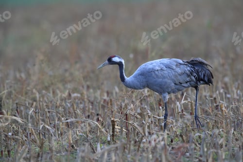 Preview: Common Cranes In The Field Mecklenburg Germany