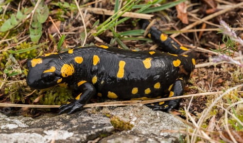 Preview: Salamander In The Forest