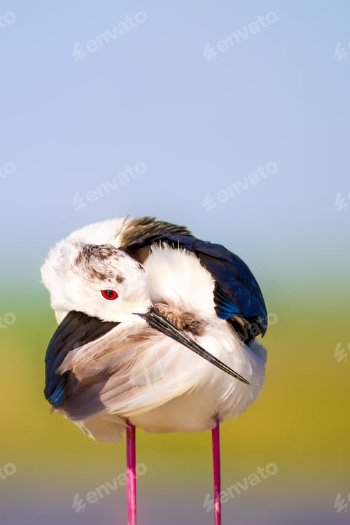 Preview: Cute Long Legged Bird. Colorful Nature Background. Asia, Europe, Africa, America Common Water Bird.