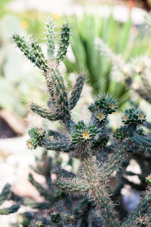 Preview: Cylindropuntia Rosea, Plant In Botanical Garden In Balchik, Bulgaria