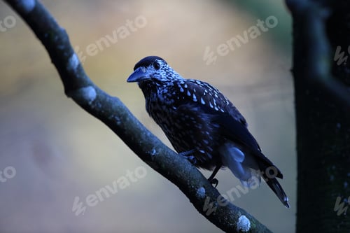 Preview: Spotted Nutcracker, Eurasian Nutcracker Black Forest Germany