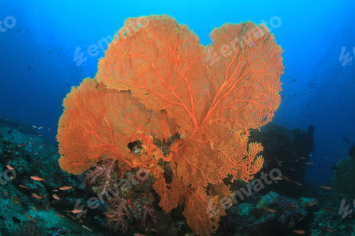 Preview: Coral Reef Underwater With Clownfish (Anemonefish) And Sea Anemone