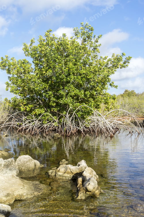 Preview: Mangroves And Beach At Jan Thiel - Views Around The Caribbean Island Of Curacao