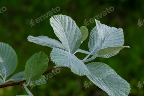 Preview: The Leaves Of Sorbus Graeca In Natural Background