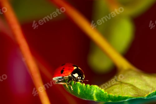Preview: Cute Lady Bird. Natural Red Background. Ladybug.