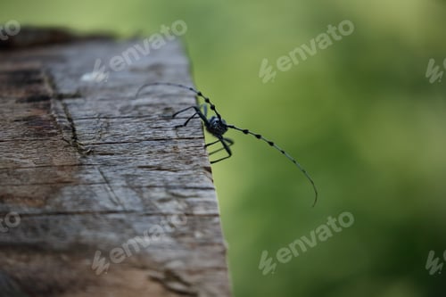 Preview: Rosalia Longicorn (Rosalia Alpina) Or Alpine Longhorn Beetle Swabian Jura Germany