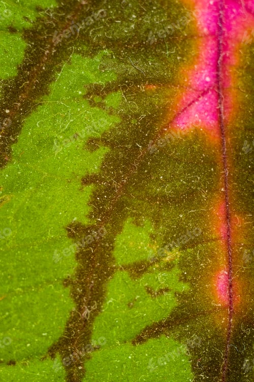 Preview: Red And Green Leaves Of The Coleus Plant, Close Up.