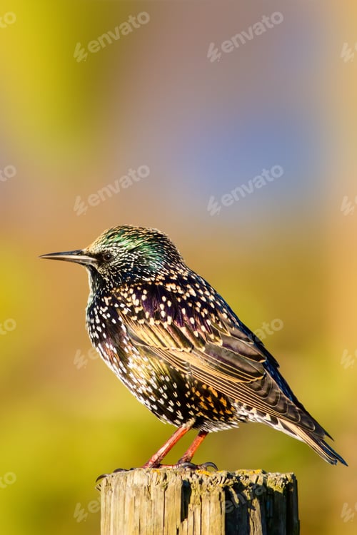 Preview: Starling. Natural Background.