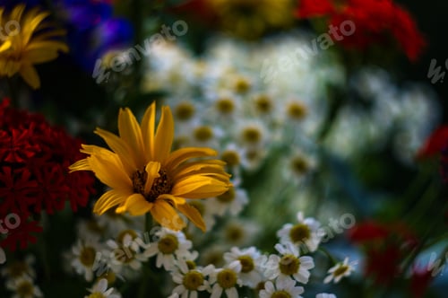 Preview: A Colorful Bouquet Of Bright Spring Flowers Of Various Types, Close-Up
