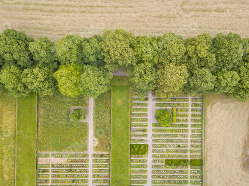 Preview: Aerial Of Line Of Trees On Cemetery
