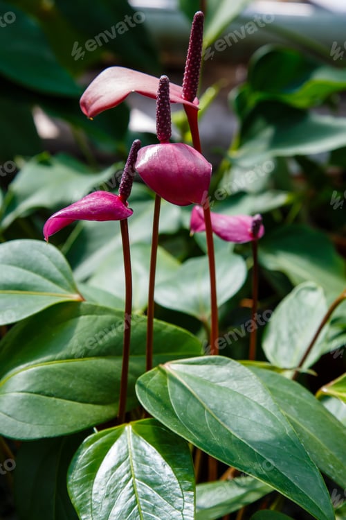 Preview: Anthurium Or Flamingo Flowers Are Blooming In Garden. Anthurium Is A Red Heart-Shaped Flower.