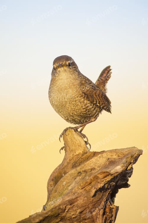 Preview: Cute Little Bird Blue Yellow Nature Background. Bird: Eurasian Wren. Troglodytes Troglodytes.