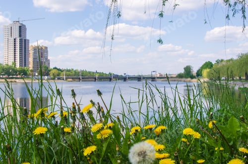 Preview: City Park Spring - Blooming Dandelions, Green Grass, River, Blurred Background