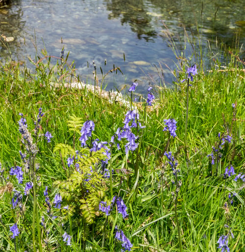 Preview: Cwm Pennant - Views Of Bluebells And Streams In The Snowdonia Valley - North Wales