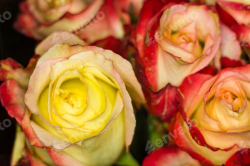 Preview: Beautiful Large Bouquet Of Yellow-Red Roses. Nature. Close Up, Selective Focus